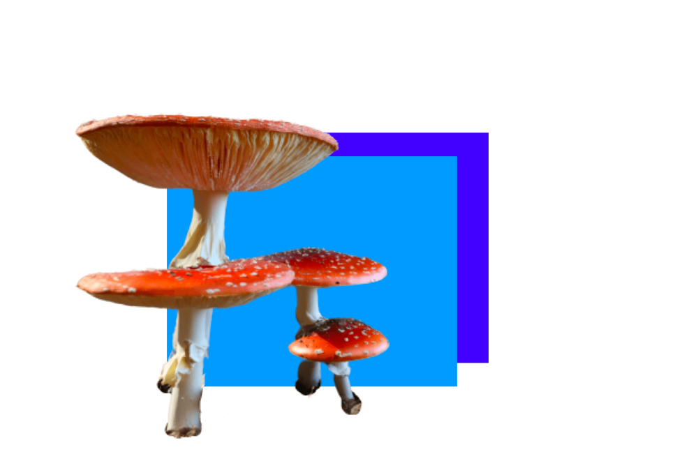 Plant-based Protein Snacks - mushrooms on blue background