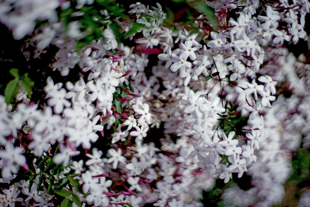 cosmetics products - jasmine