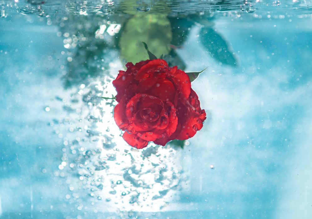 cosmetics ingredients - rose water