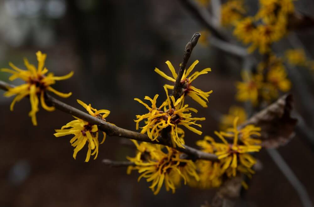 cleansers - witch hazel