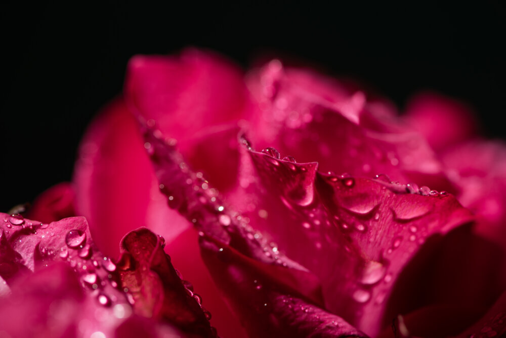sun care - rose water