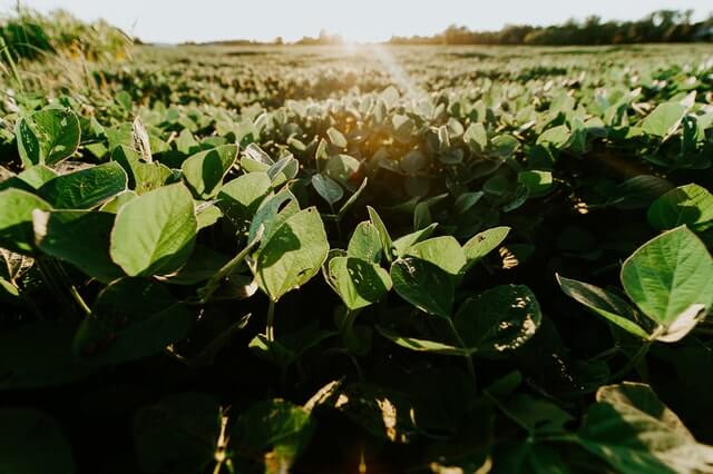 sun - soy extract