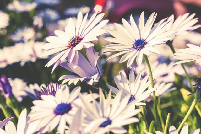 2023 fabric care trends -floral