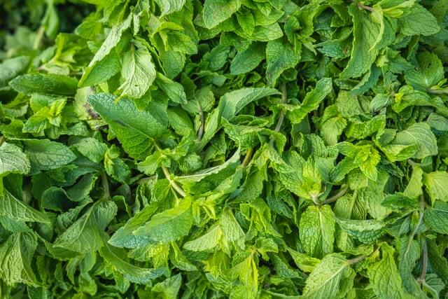 oral care flavors - spearmint